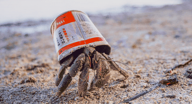 A hermit crab living in a discarded can in lieu of a shell.
