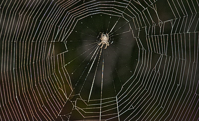 Spider sitting in the center of a radial web over a dark background